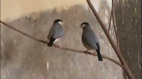 java finch dance