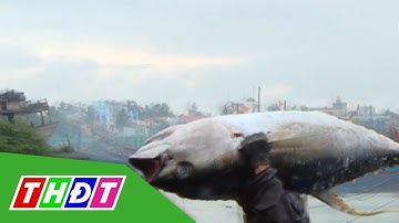 Ngư dân Bình Định trúng đậm cá ngừ đại dương | THDT