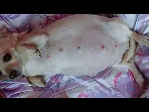 Pregnant chihuahua belly kicking