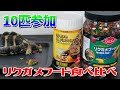 【リクガメフード食べ比べ】Vivariaレップカル・GEXエキゾテラ リクガメ10匹参加！！