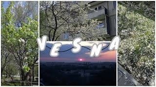 ☆°VESNA°☆ | vlog | защита проекта