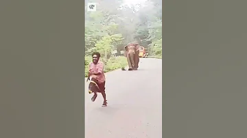 Elephant Running - By arun_kochu_ds (Ig)