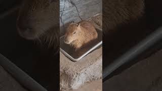 kamibara tikus besar #tikus #kamibara  #satwaliar