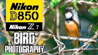 Nikon D850 & Z7 Bird Photography   Pergear 256GB CFE-B Pro Card Review