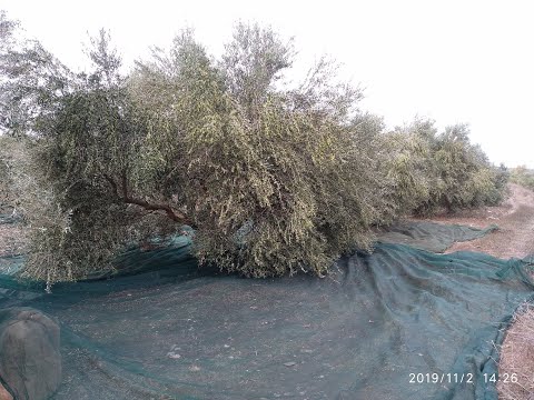 Ελαιώνας Πρότυπο 1ο,