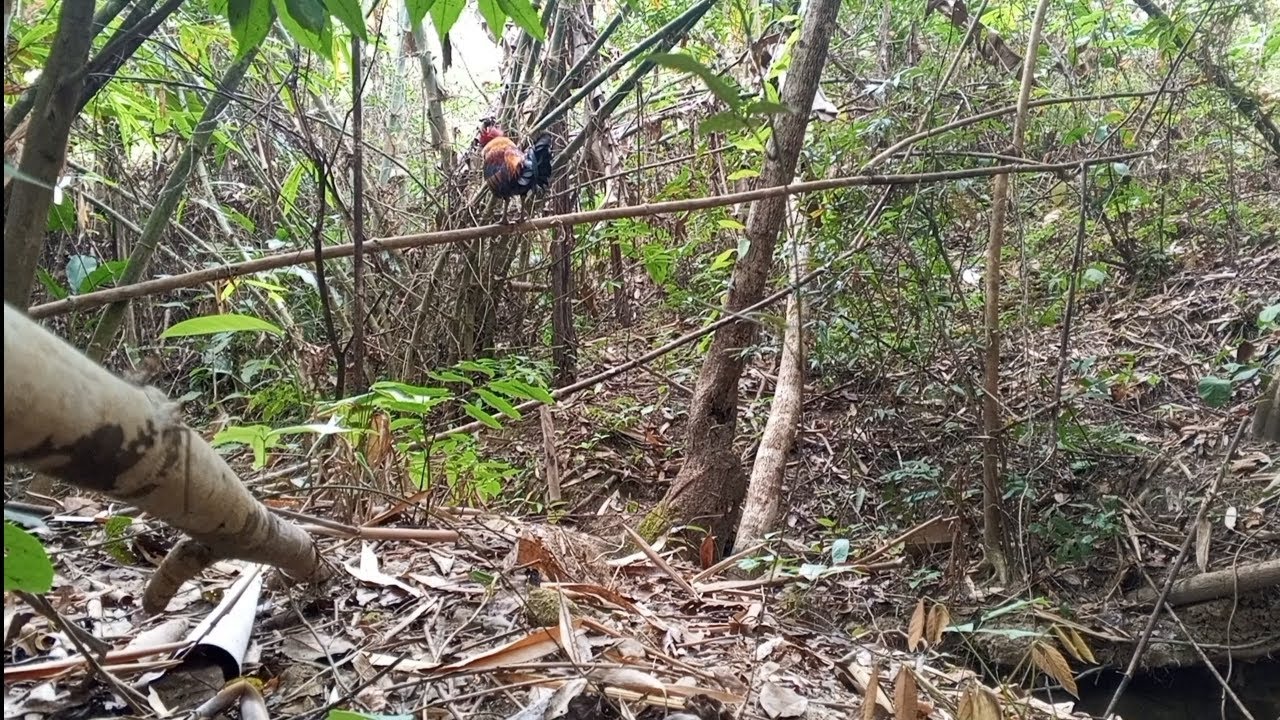 ຕໍໄກ່ປ່າ dib qaib qus 16/2/2025