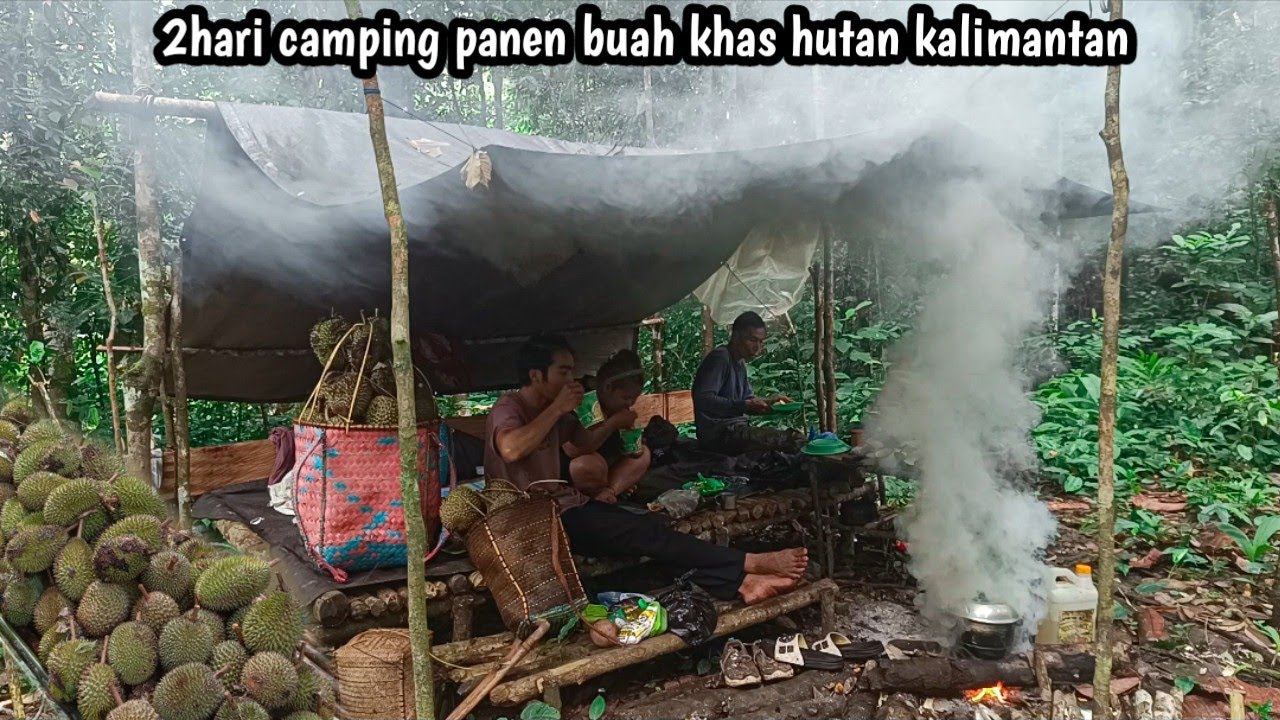 2 hari camping panen buah khas hutan kalimantan