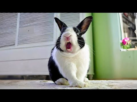 Rabbit 🐰 Your Perfect Pet Pal! | 1 Minute Animals