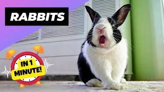 Rabbit 🐰 Your Perfect Pet Pal! | 1 Minute Animals