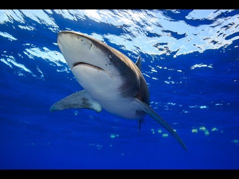 TIBURONES en CUBA