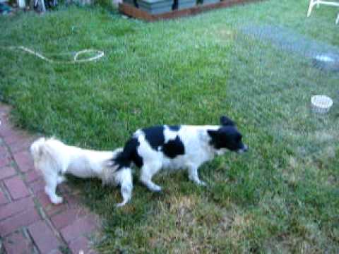 Møde Tidsplan kost Mom and Dad Papillon Mix and Shih Tzu - YouTube