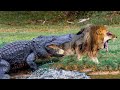 OMG! Mad Crocodile Fierce Attack &amp; Kill Lion For Awake It From Nice Dream | Elephant, Cheetah