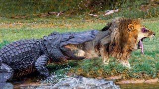 Omg! Mad Crocodile Fierce Attack & Kill Lion For Awake It From Nice Dream | Elephant, Cheetah