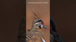 Spinifex Pigeon 4K #shorts #birds #birdlifeaustralia #nature #cutebirds
The Spinifex Pigeon is a small Pigeon that inhabits rocky country in the Northern parts of Australia.
There are two forms, the Red bellied and White bellied which is the subject of my film.
They are a diminutive Pigeon, weighing in around 100 Grams, compared to the more widespread Crested pigeon that comes in around 200 Grams.
One can expect to find them feeding on rocky plains and creek lines, often with sparse Spinifex cover.
They will burst into flight when disturbed but conversely, can become very tame around human habitation. These delightful little pigeons have a gentle cooing call that they use to stay in contact with each other.
I filmed these in various locations in central Queensland. Spinifex Pigeon 4K #shorts #birds #birdlifeaustralia #nature #cutebirds