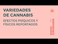 Dra. Carla PALLAVICINI | Variedades de Cannabis: Efectos y Reportes de Usuarios - Expo Cannabis 2019