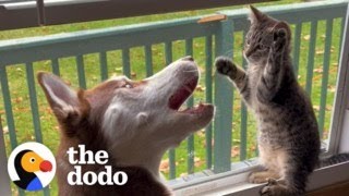 Kitten Grows Up Wrestling With Huskies | The Dodo