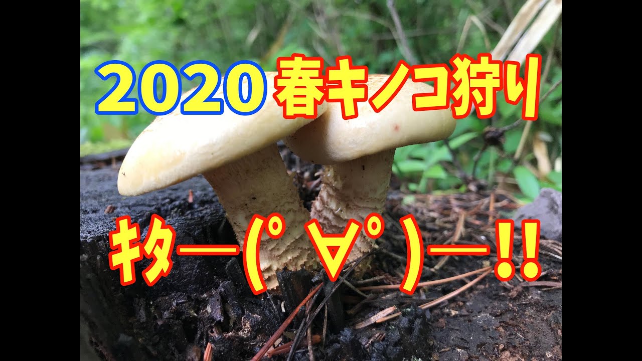 春のキノコ狩りスタート マツオウジ ニカワタケ ハナビラニカワタケ キクラゲ Youtube 春のキノコ狩りスタート マツオウジ ニカワタケ ハナビラニカワタケ キクラゲ Youtube