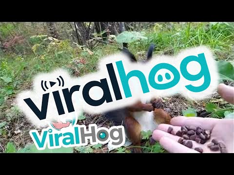 Squirrel Freezes after Feeding on Fresh Snacks || ViralHog