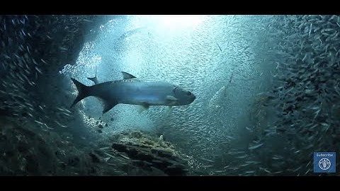 Common Oceans – the Areas Beyond National Jurisdictions (ABNJ)