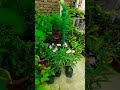 #ytshorts /poudho ka nasha #plantlover #naturelovers #beautiful #gardenideas #gardening