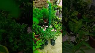 #ytshorts /poudho ka nasha #plantlover #naturelovers #beautiful #gardenideas #gardening