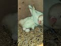 Albino redEye #albino