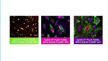 Click-iT® Plus TUNEL apoptosis assays