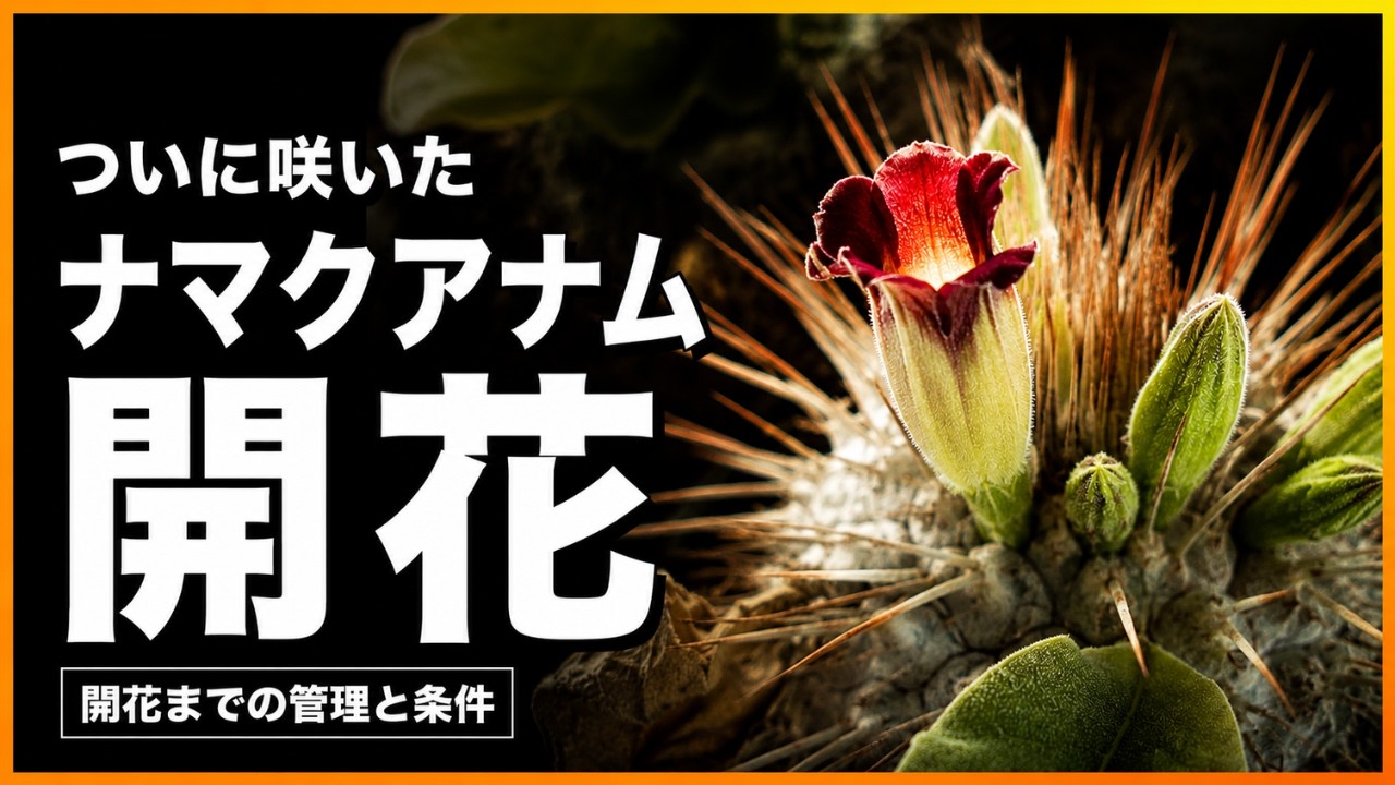 It finally bloomed! A guide to winter care for Namaquanum before