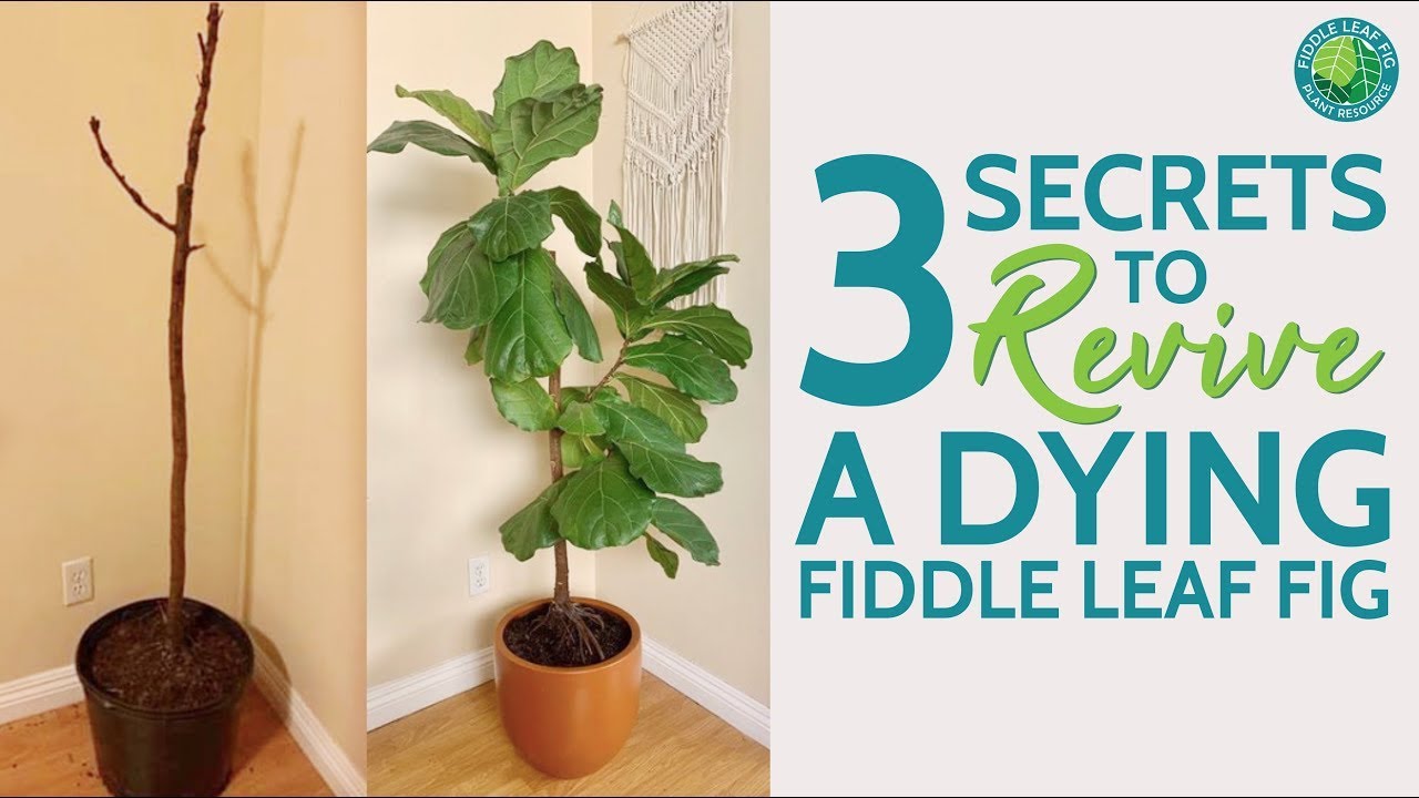 How To Save A Dead Fiddle Leaf Fig