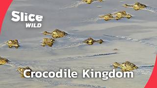 Inside the Nile’s Crocodile Wars | FULL DOC | SLICE WILD