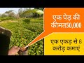 यदि आप करोडपति बनना चाहते हैं, तब इस खेती में निवेश करें.