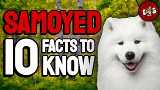 10 Facts You Must Know Before Bringing Home A Samoyed | Dogs 101