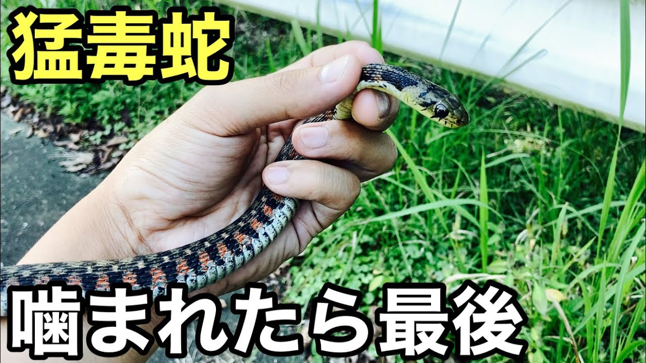 猛毒蛇に出会いました。ヤマカガシ【爬虫類採集】