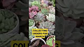 COLLECTING ORDERS OF SUCCULENT FOR MARCH SHIPPING WE SHIP AROUND PHILIPPINES#succulents #succulent