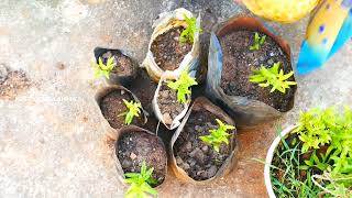 Mathulai Chedi Valarpu In Tamil Chedi Chellamma