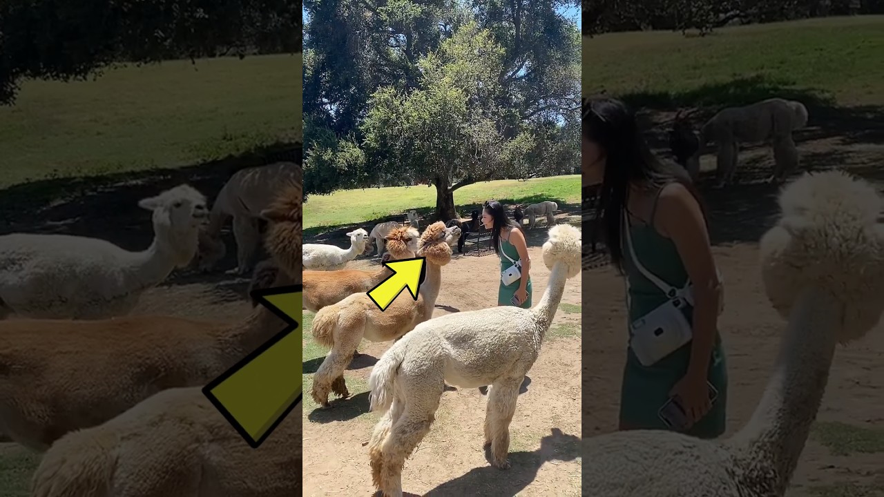 This Animal Is One You Should Never Underestimate 