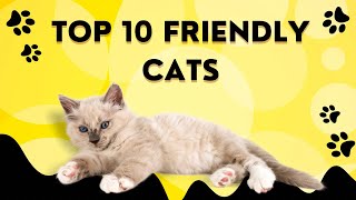 Top 10 Friendliest Cats | Cat Breeds #cats #catbreeds #catlover #cat #pets #catbreed #catvideos