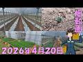 【26/4/20】今週から畑にどんどん定植するぞ!