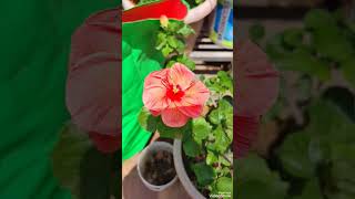 . फिर चमन में ये नज़ारा ना हो#hindi song #old is gold#gardening #khubsurat najara#yt short#yt viral