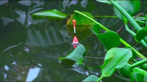 Câu cá gặp ổ cá rô khủng nữa rồi thả xuống là ăn