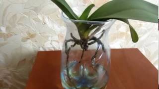 Наращивание корней у орхидеи в воде. Реанимация орхидеи