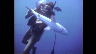 Scuba Divers And Sharks 1990S