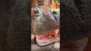 Olly Fed Gems to a Rhino! 🦏🍬😂~mini wood toy woodworking art skill wood hand craft#short