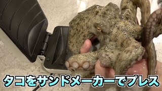 タコをサンドメーカーでプレスしたらこうなる！！