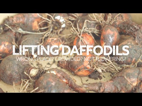 Video: Daffodil Bulbs - How And When To Dig Up?