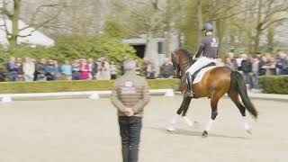 Van Olst Horses Inverness stallionshow 2023