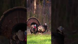 Who Is Ready For A Little Turkey Talking Hunting