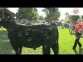 Market Showmanship & Breeding Beef