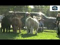 Market Showmanship & Breeding Beef