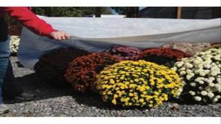 DeWitt Company N-Sulate Plant Protection 12-Feet by 500-Fee